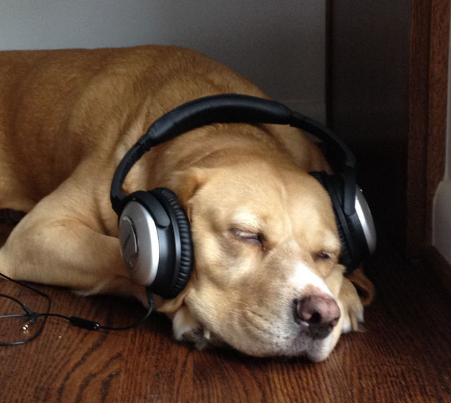 Do dogs hot sale enjoy music